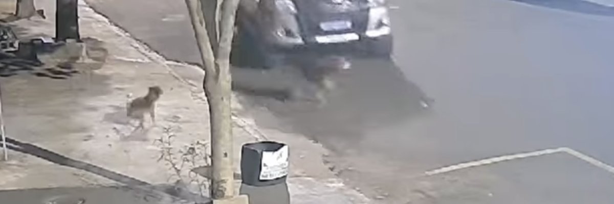 JUSTIÇA PELO CACHORRINHO DE PORTO RICO